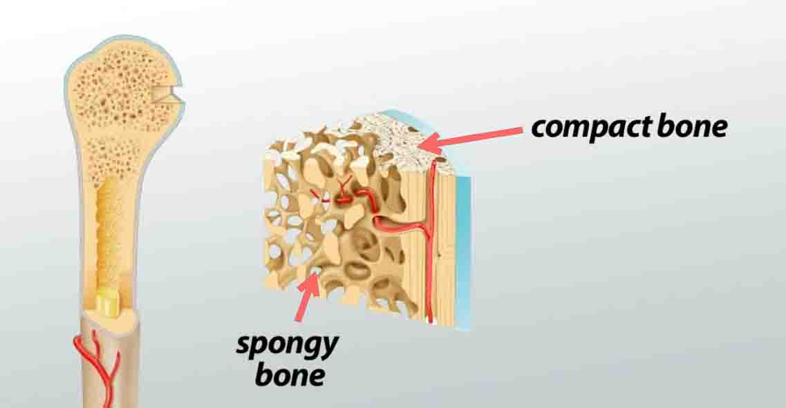 Compact Bone
