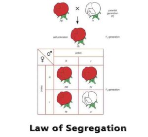 Law of Segregation