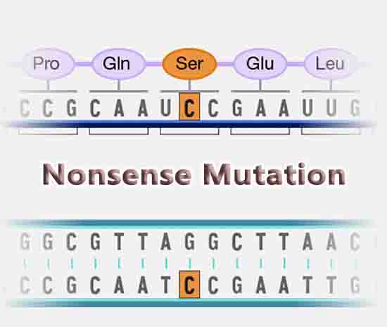 Nonsense Mutation